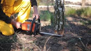 Crescent Springs, KY Tree Removal Company